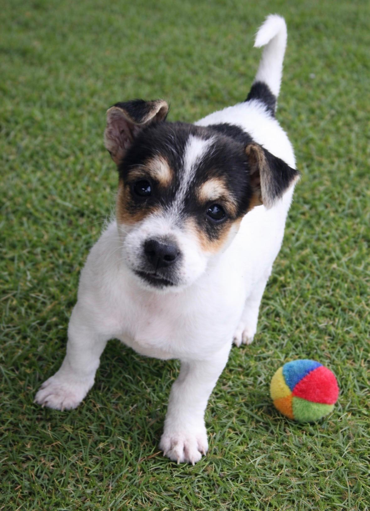 Ginny, ADOPTABLE, Puppy Female Terrier & Chiweenie.