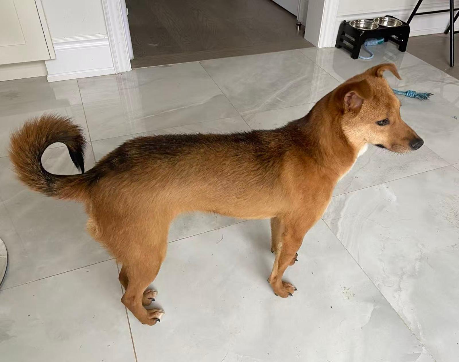 Enlarge Mila, a ADOPTABLE Mixed Breed in Markham, ON image 2/3