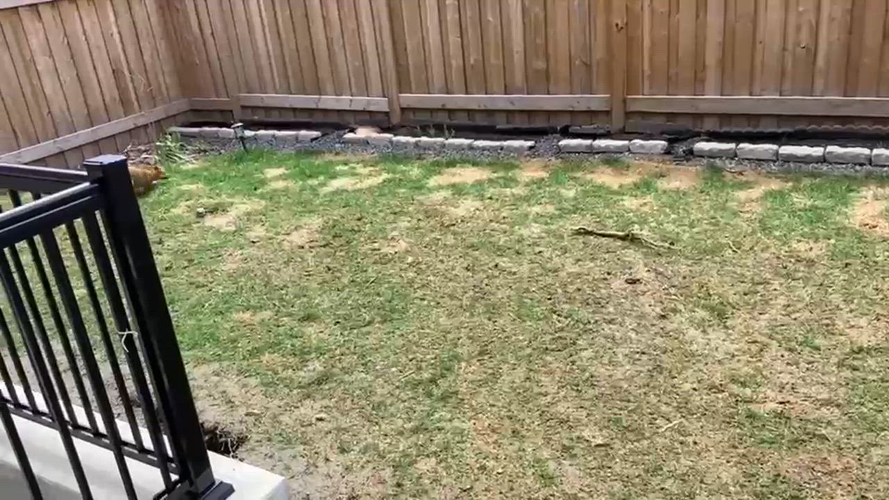 Enlarge Mila, a ADOPTABLE Mixed Breed in Markham, ON video 3/3