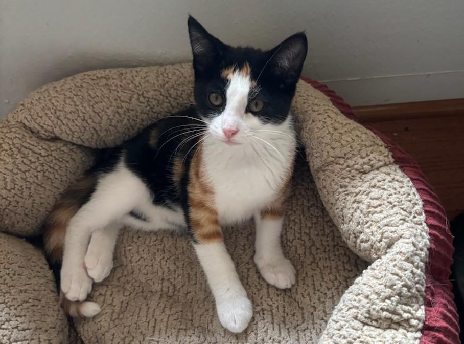 Louie, an adoptable Calico in Pierre, SD, 57501 | Photo Image 1