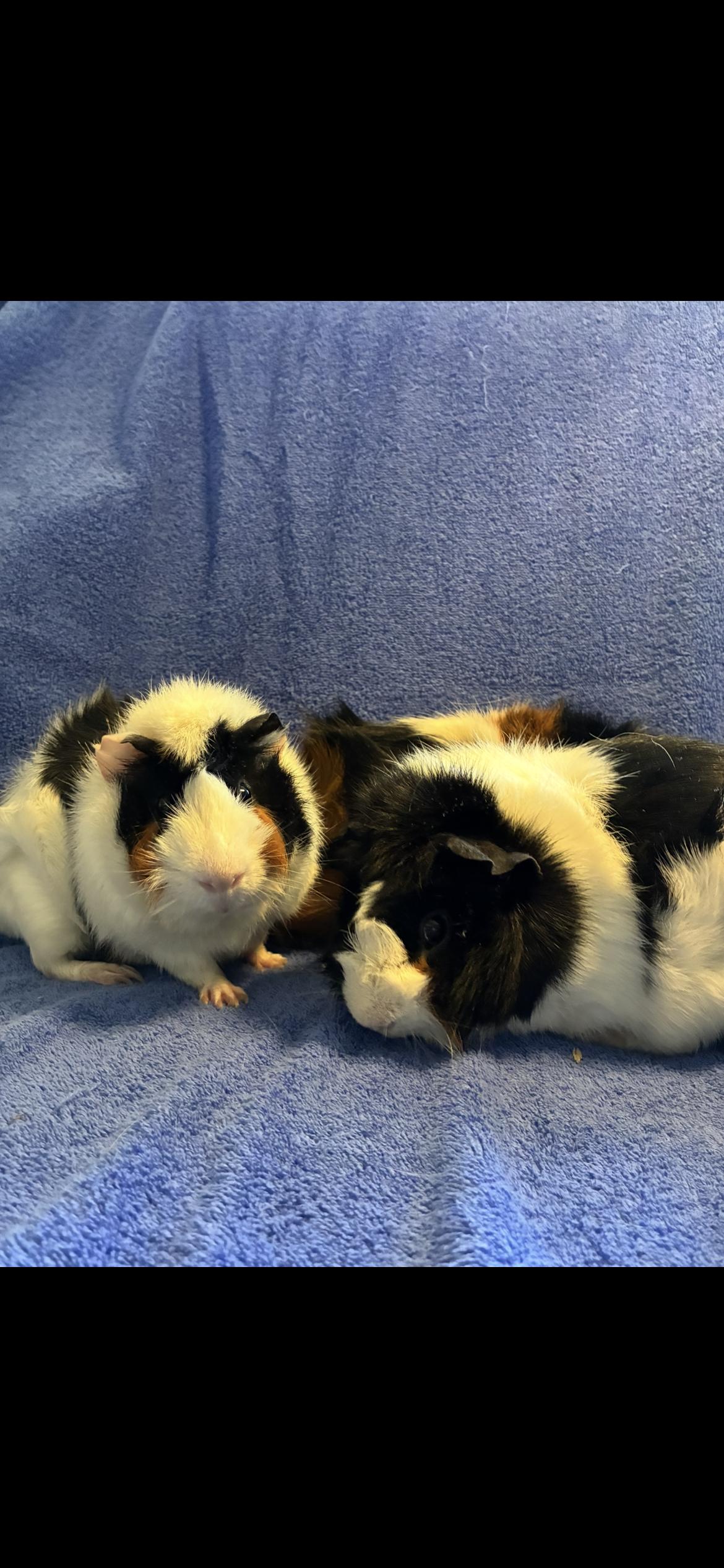 Enlarge Manley , Manfred , Mantrel , a ADOPTABLE Abyssinian in Saint Louis, MO image 2/3