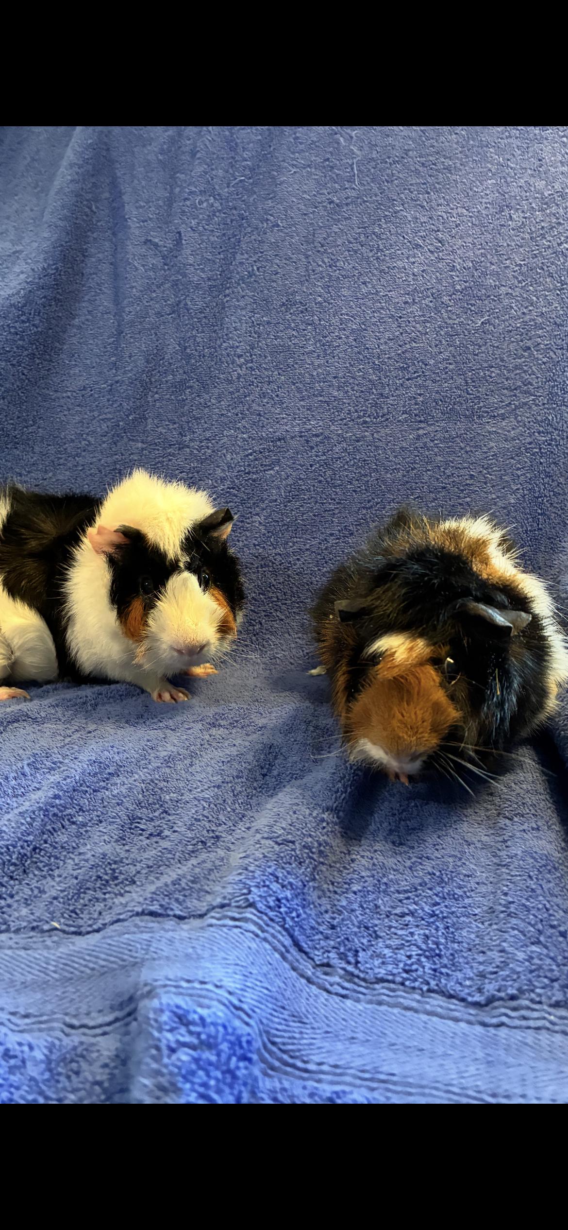 Enlarge Manley , Manfred , Mantrel , a ADOPTABLE Abyssinian in Saint Louis, MO image 3/3