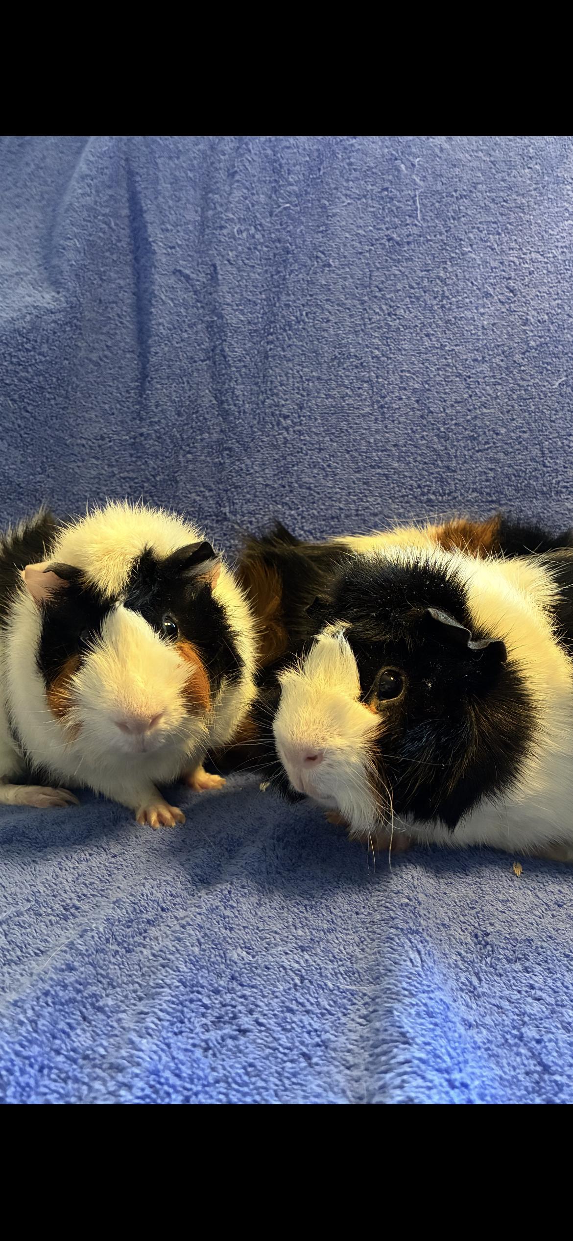 Enlarge Manley , Manfred , Mantrel , a ADOPTABLE Abyssinian in Saint Louis, MO image 1/3