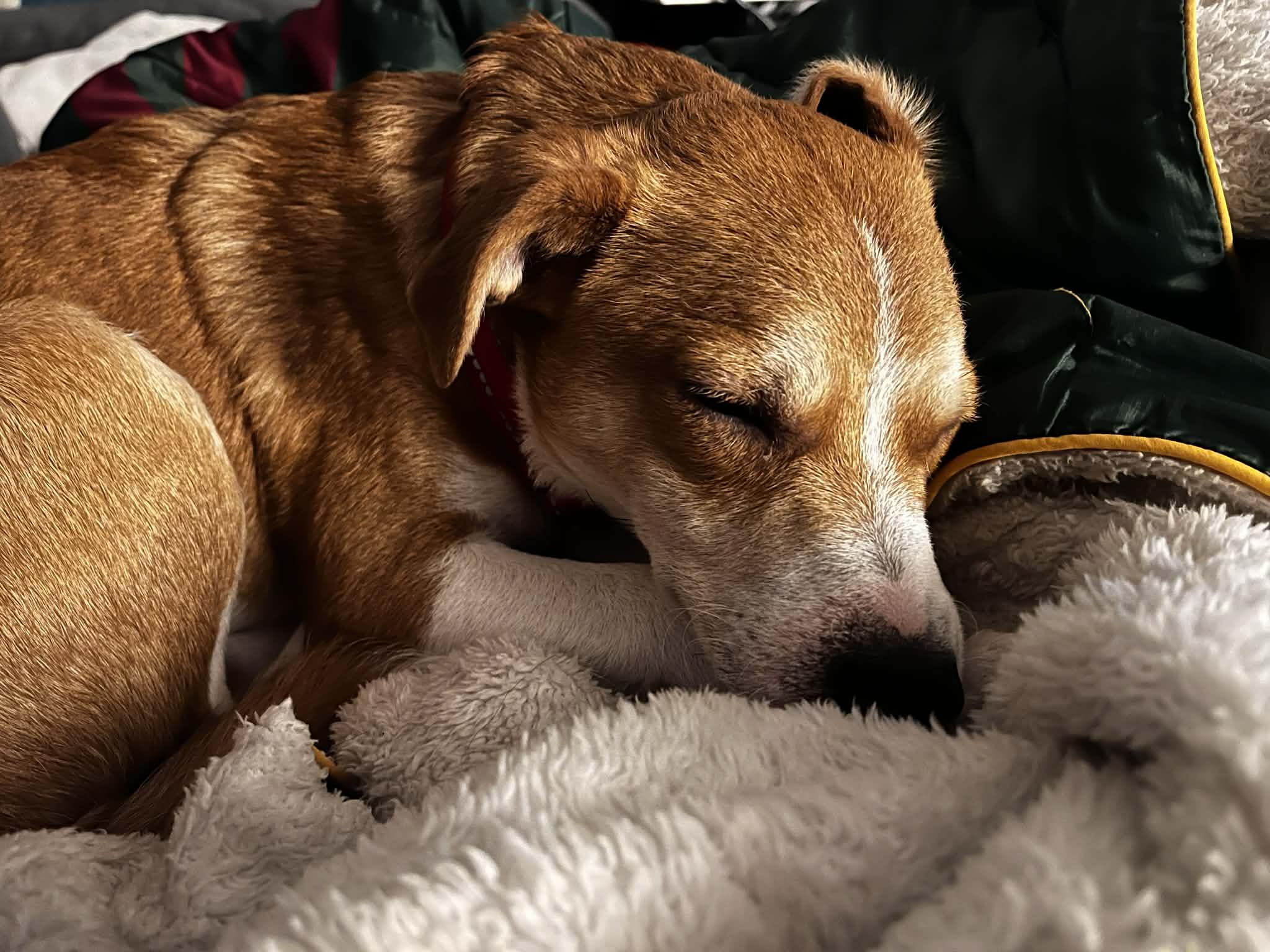 Enlarge Carl, a ADOPTABLE mixed breed in Grand Rapids, MI image 3/3