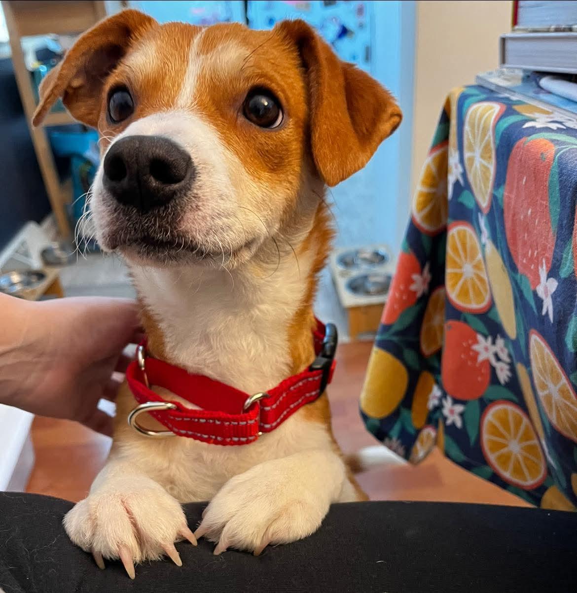 Enlarge Carl, a ADOPTABLE mixed breed in Grand Rapids, MI image 2/3