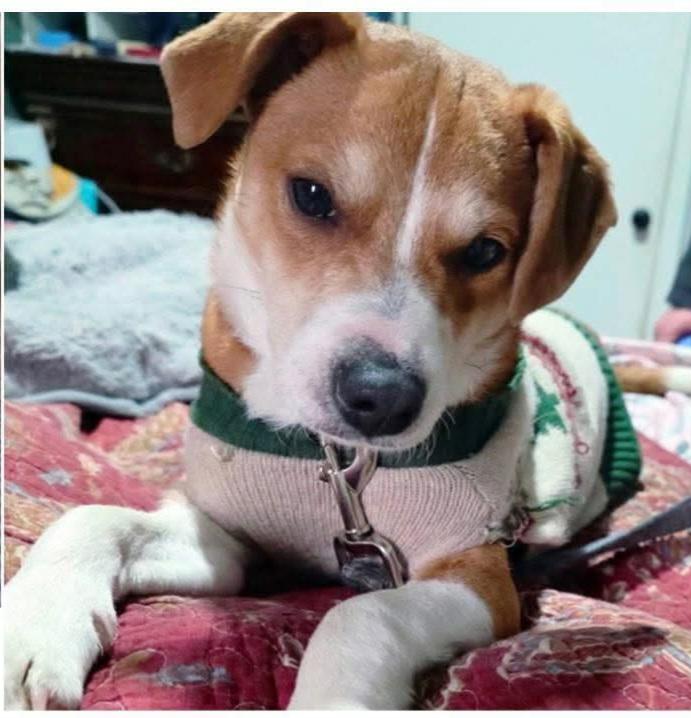 Carl, ADOPTABLE, Young Male Chihuahua.