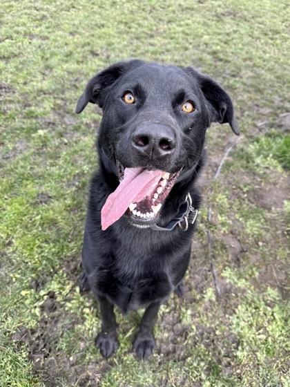 Henry, ADOPTABLE, Adult Male Black Labrador Retriever.