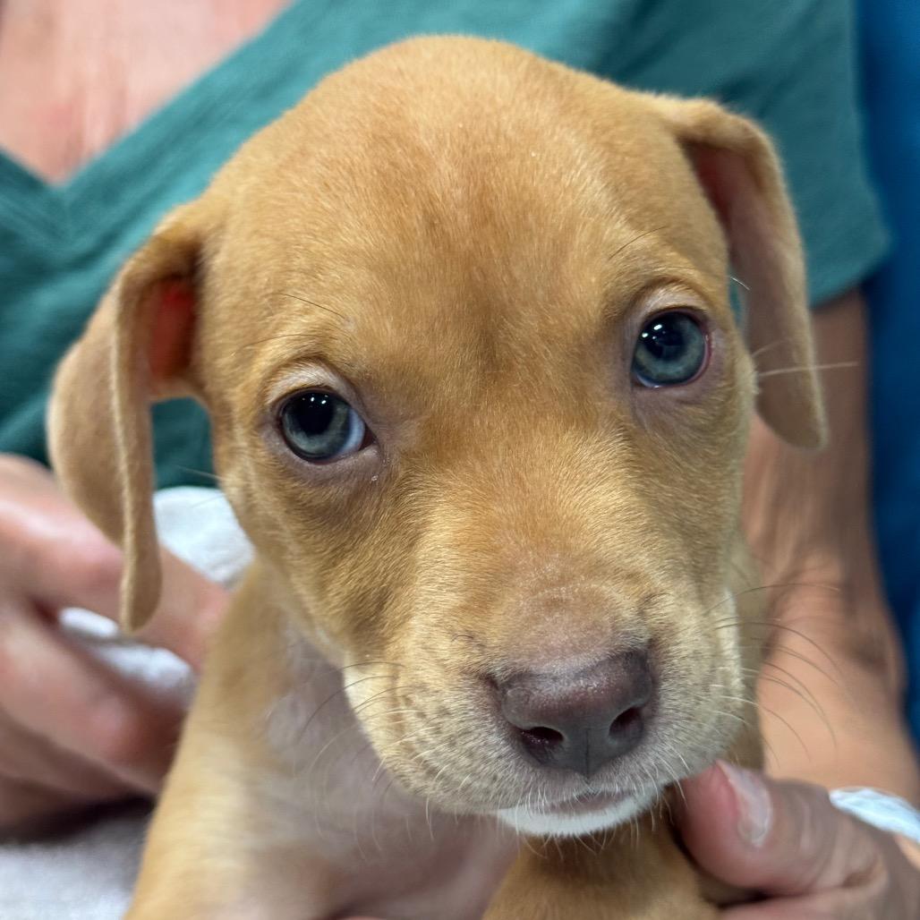 Enlarge RED (688), a Adoptable mixed breed in Indiantown, FL image 1/6