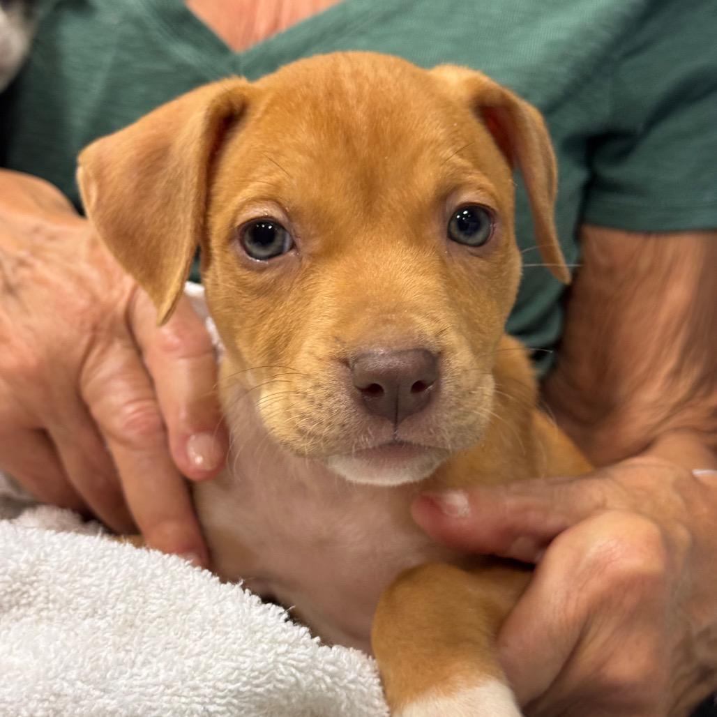 Enlarge RED (688), a Adoptable mixed breed in Indiantown, FL image 2/6