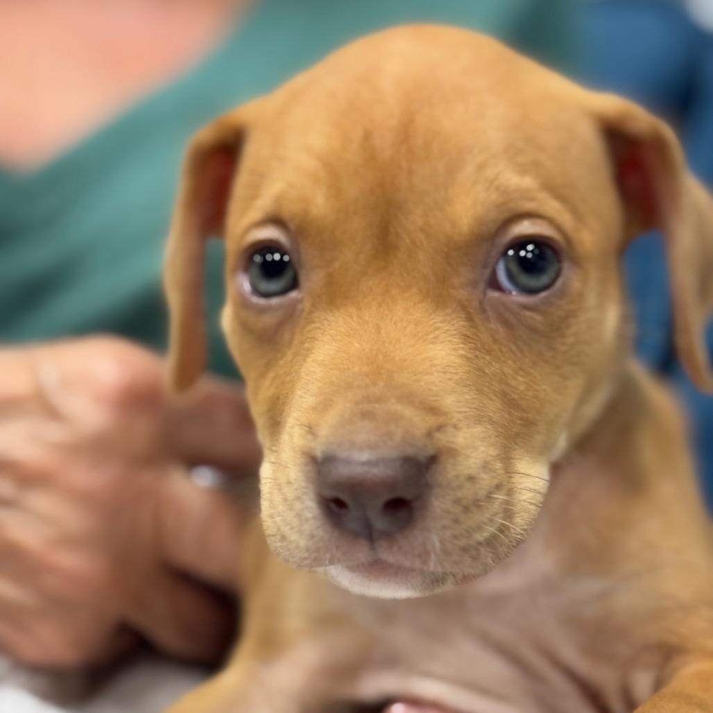 Enlarge RED (688), a Adoptable mixed breed in Indiantown, FL image 3/6