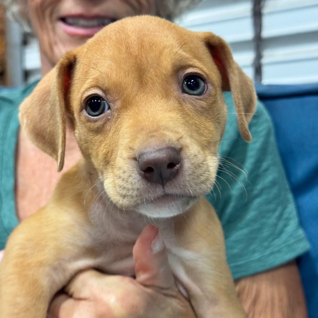 Enlarge RED (688), a Adoptable mixed breed in Indiantown, FL image 4/6