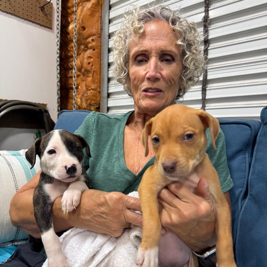 Enlarge RED (688), a Adoptable mixed breed in Indiantown, FL image 5/6