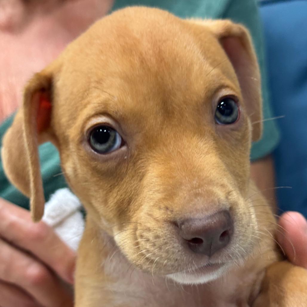 Enlarge RED (688), a Adoptable mixed breed in Indiantown, FL image 6/6
