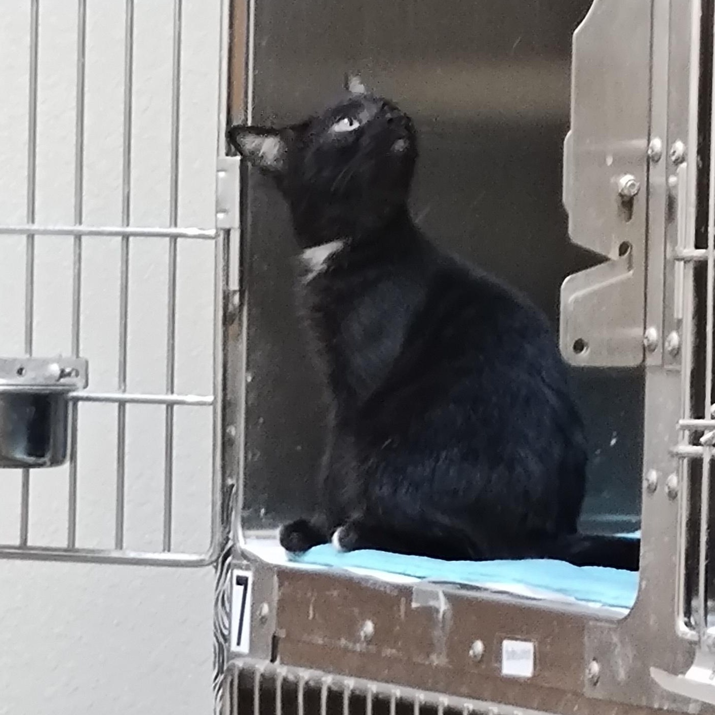 Enlarge Onix, a Adoptable Domestic Short Hair in Wahpeton, ND image 2/4