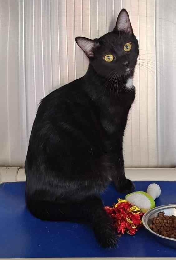 Onix, Adoptable, Young Female Domestic Short Hair.