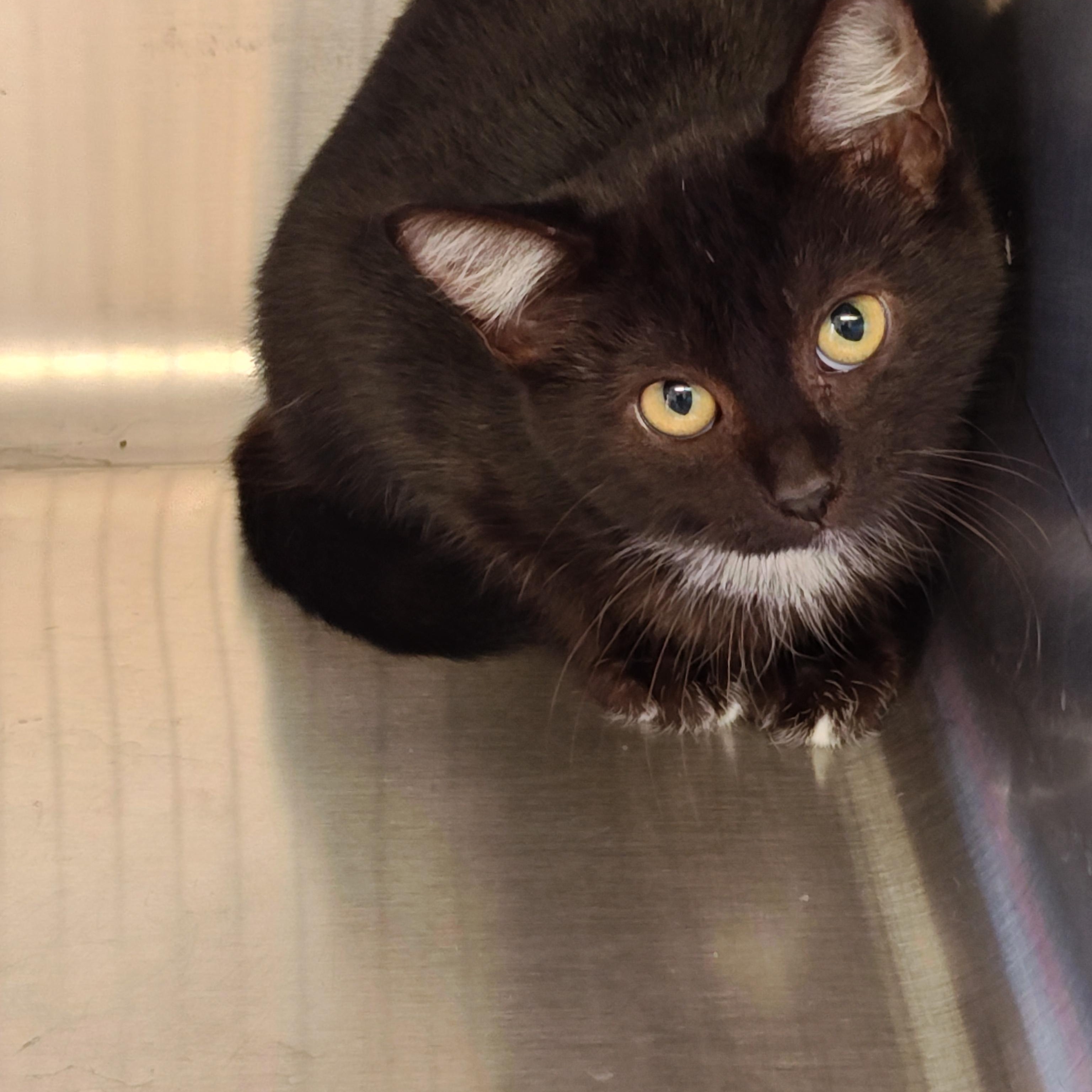 Enlarge Onix, a Adoptable Domestic Short Hair in Wahpeton, ND image 3/4