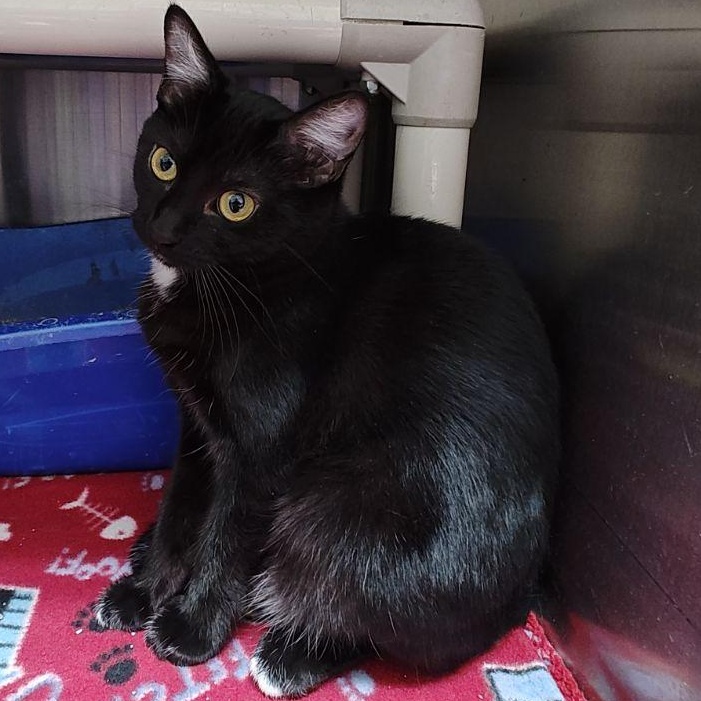 Enlarge Onix, a Adoptable Domestic Short Hair in Wahpeton, ND image 4/4