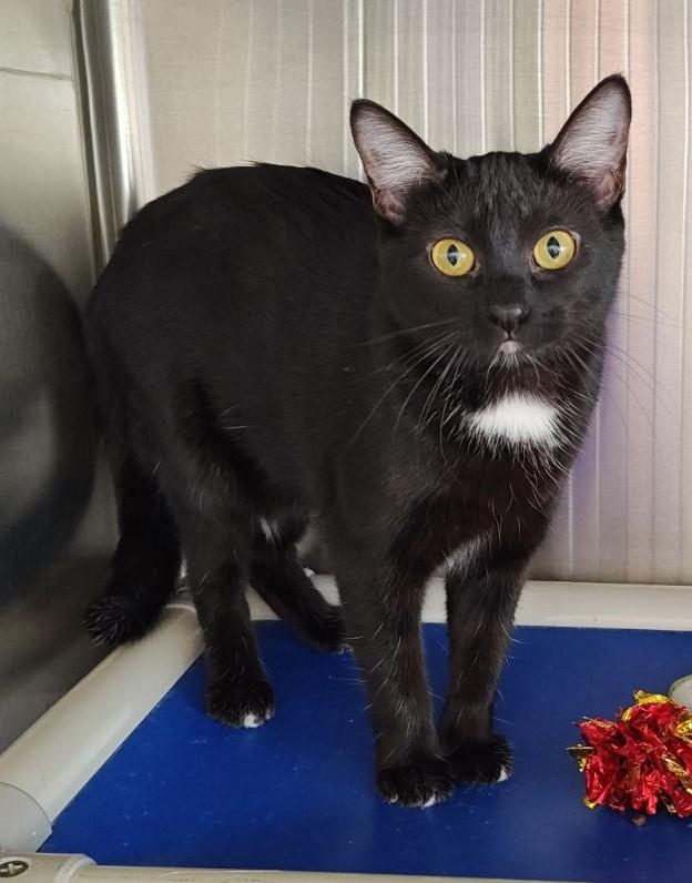 Onix, a Adoptable Domestic Short Hair in Wahpeton, ND image 2/6