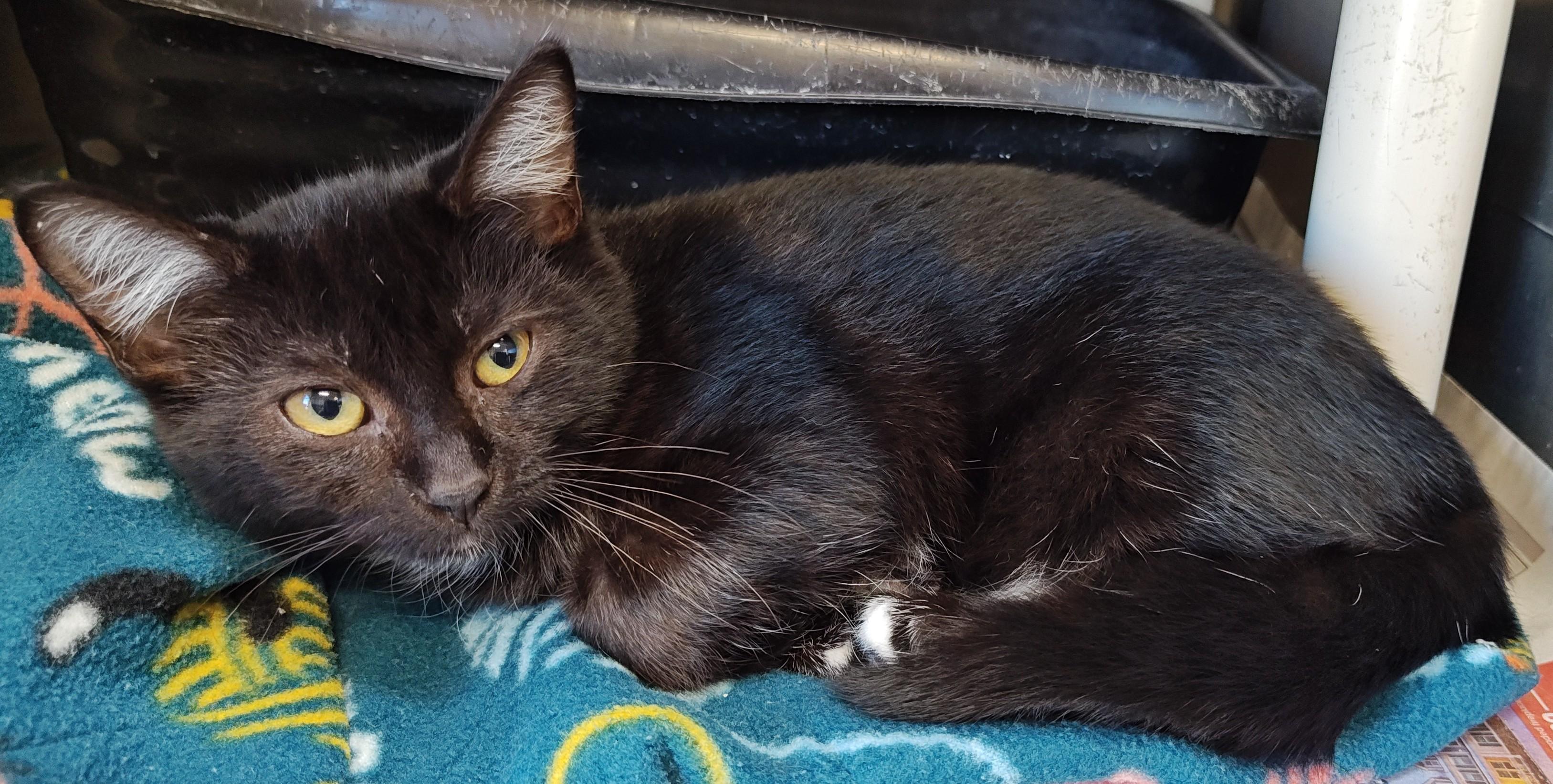 Enlarge Onix, a Adoptable Domestic Short Hair in Wahpeton, ND image 4/4