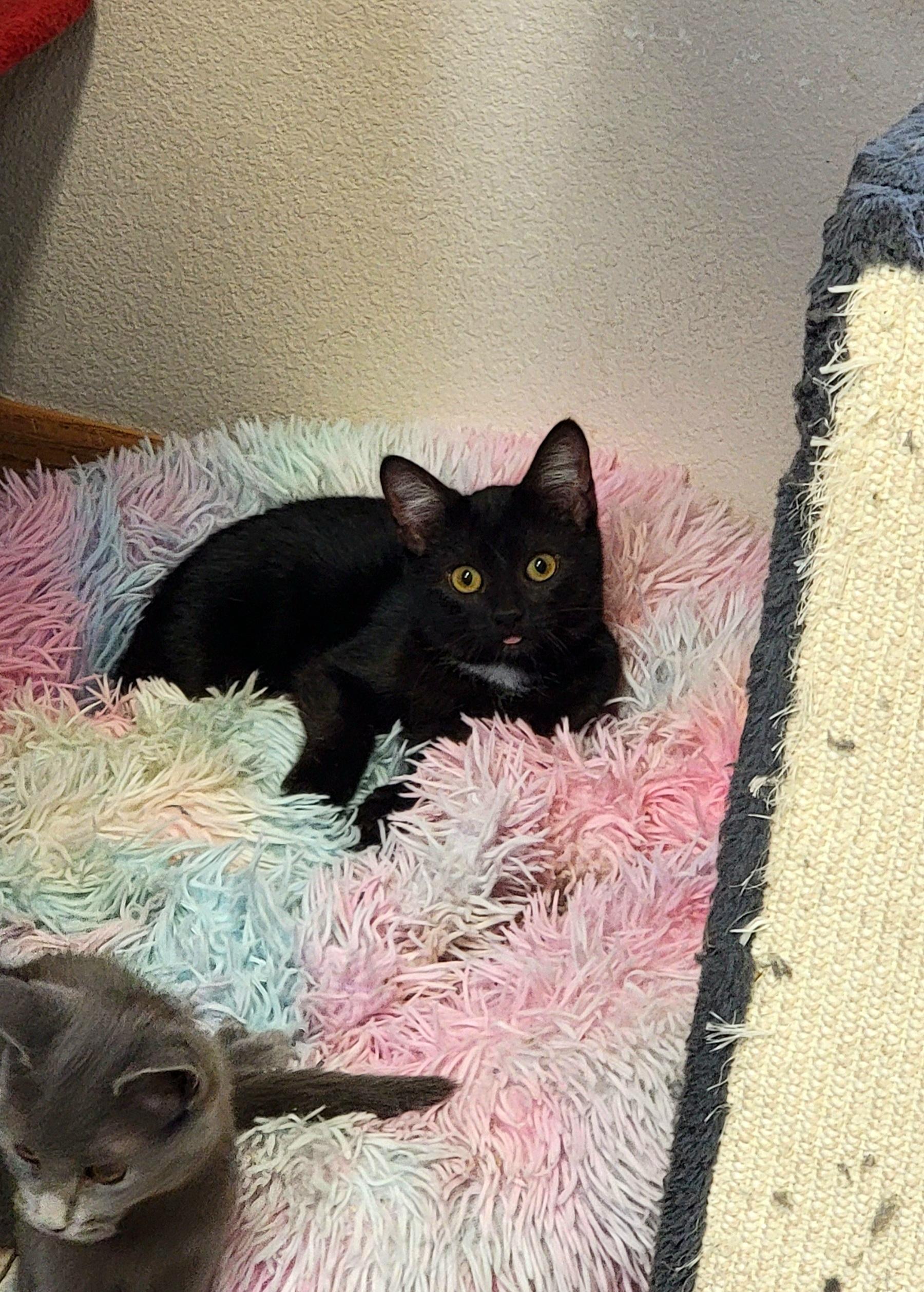 Onix, Adoptable, Kitten Female Domestic Short Hair.