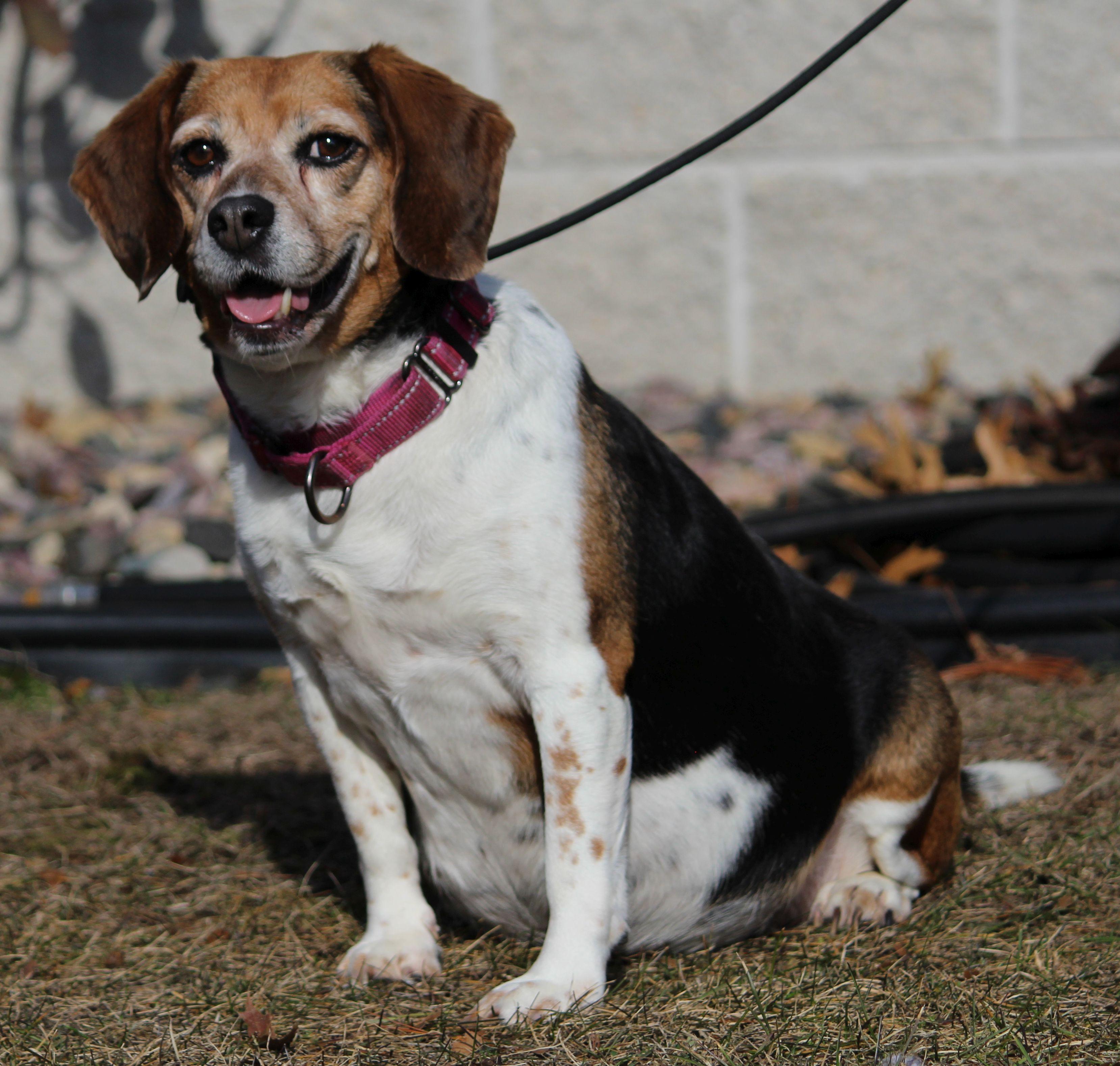 Enlarge Bingo, a ADOPTABLE Beagle in Portage, WI image 2/6