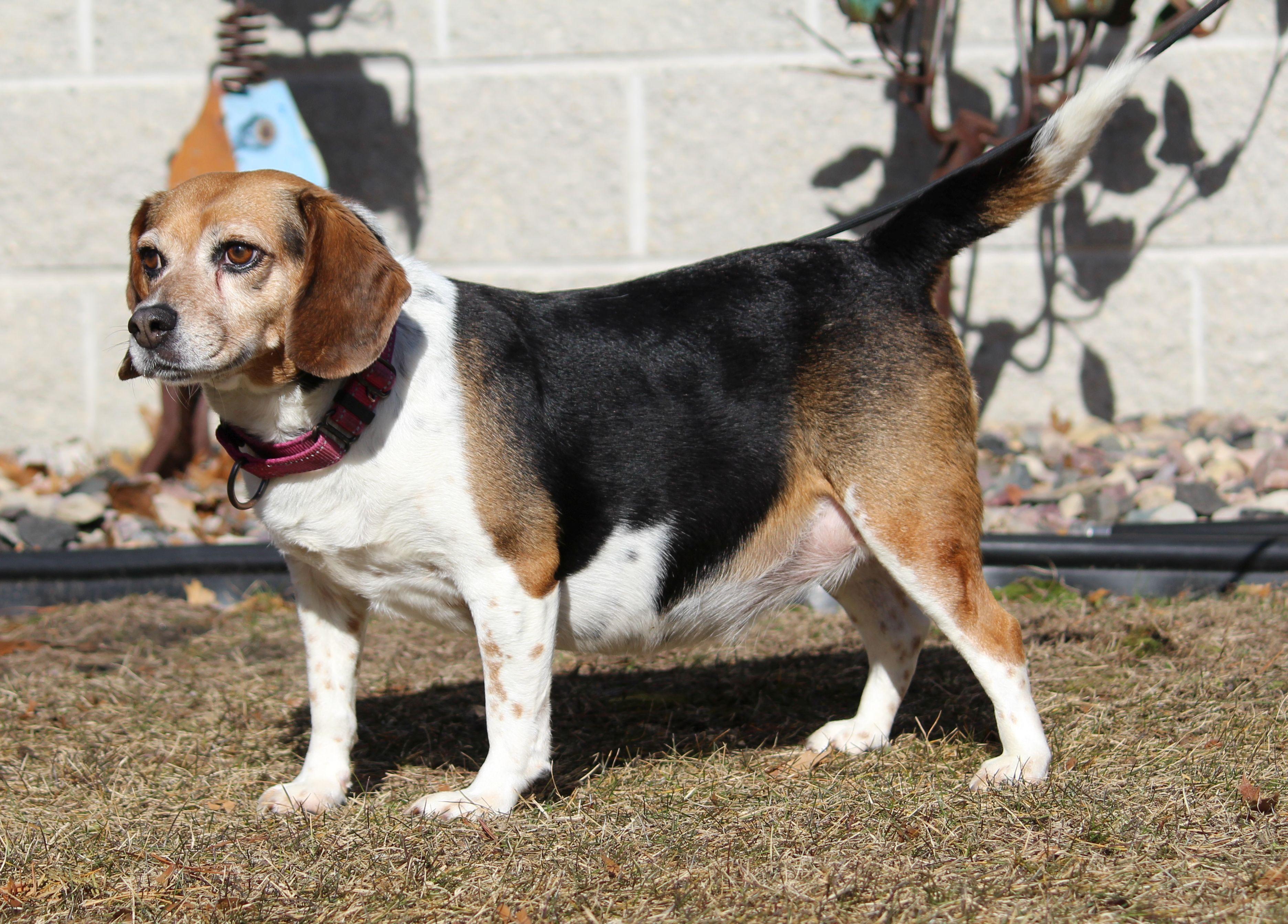 Enlarge Bingo, a ADOPTABLE Beagle in Portage, WI image 4/6