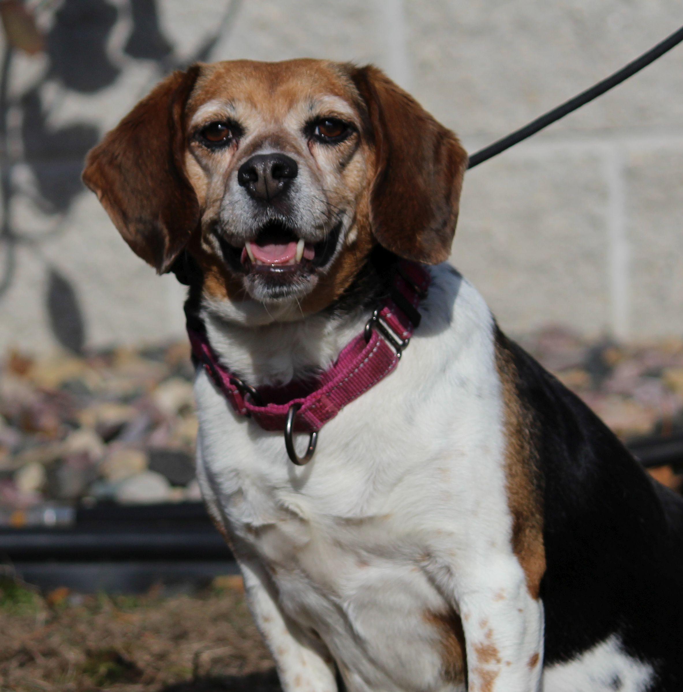 Enlarge Bingo, a ADOPTABLE Beagle in Portage, WI image 3/6