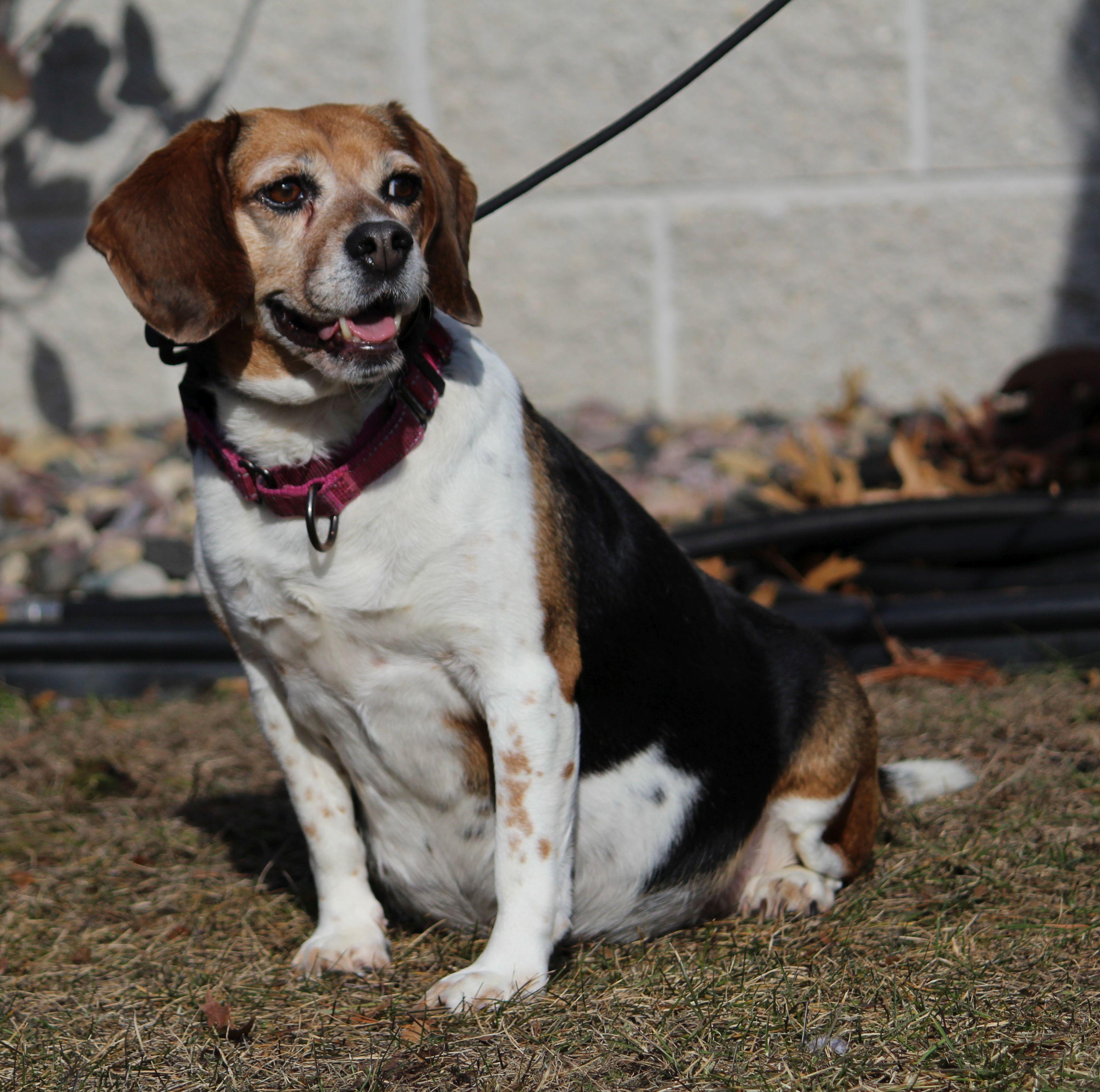 Enlarge Bingo, a ADOPTABLE Beagle in Portage, WI image 6/6
