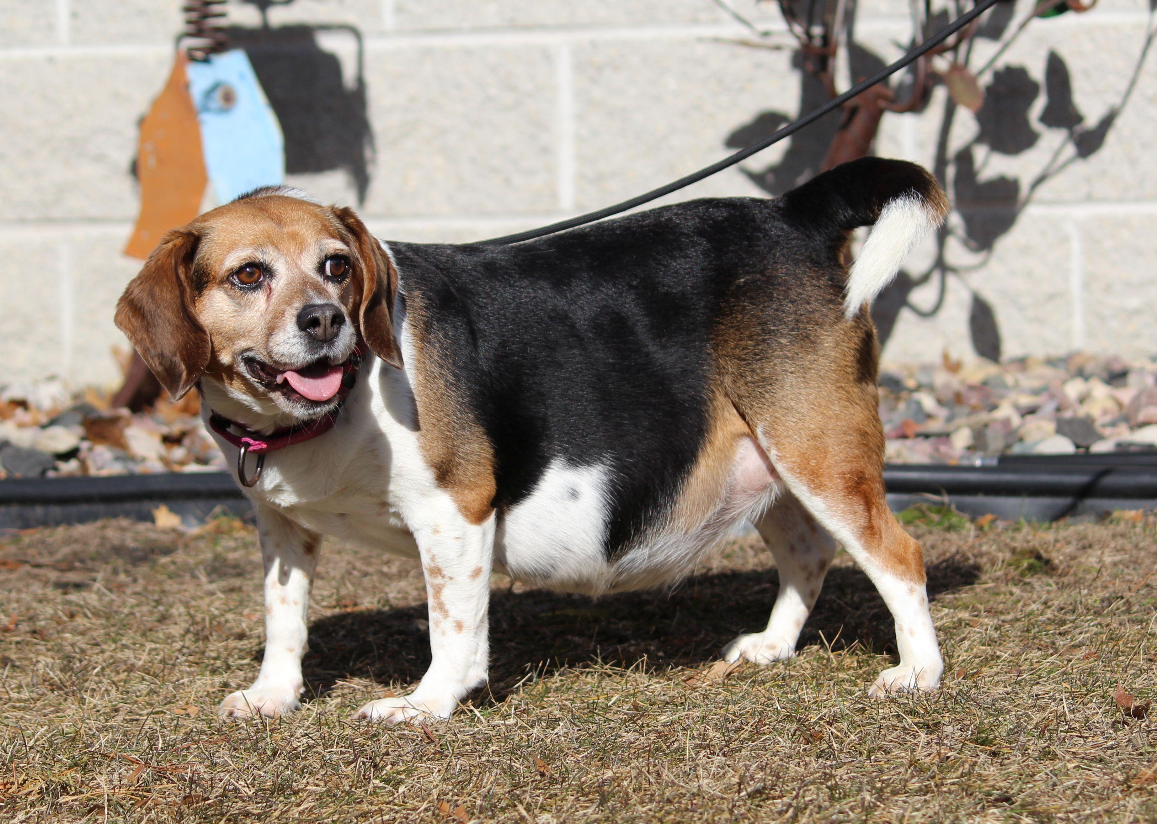 Enlarge Bingo, a ADOPTABLE Beagle in Portage, WI image 5/6