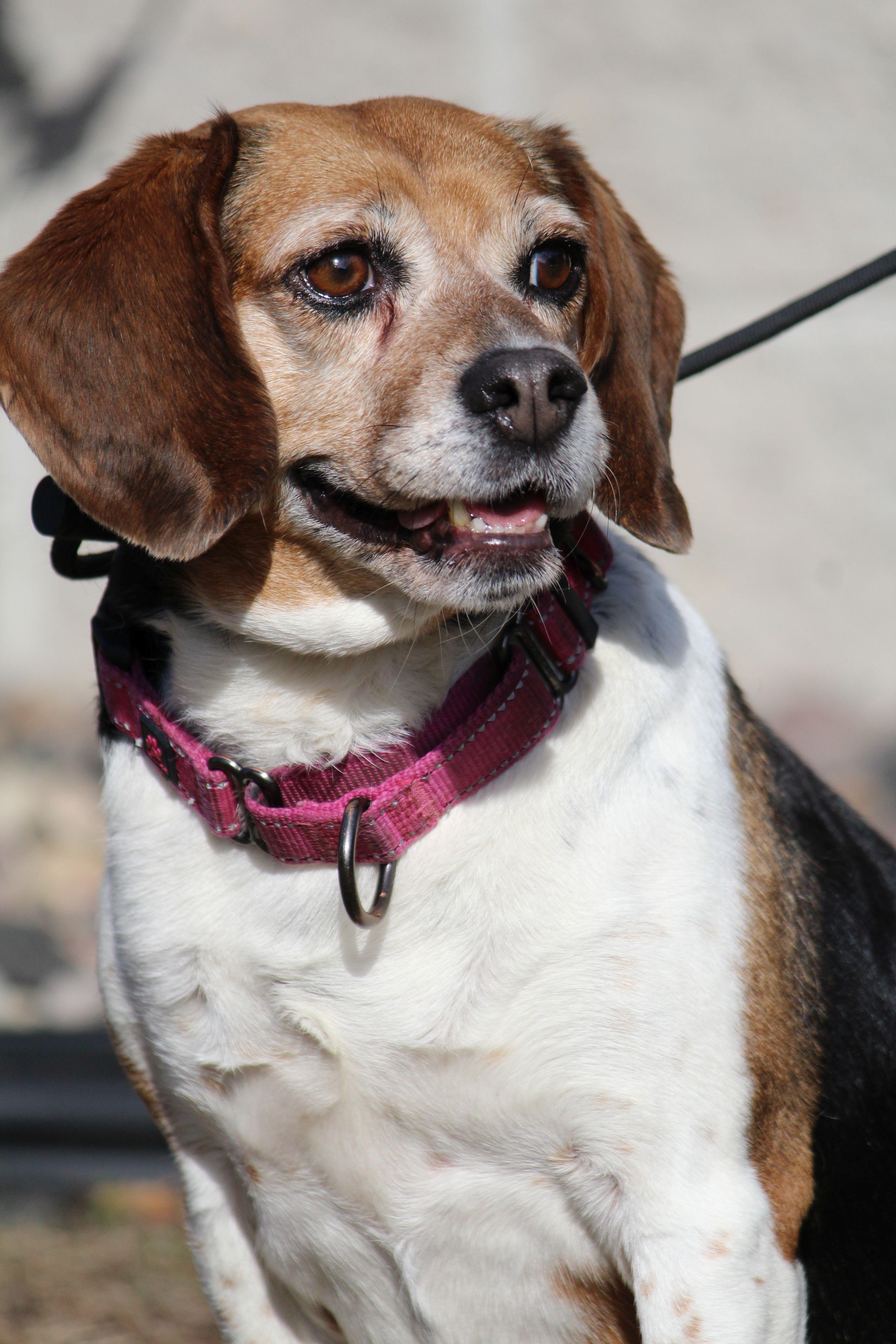 Bingo, ADOPTABLE, Adult Female Beagle.