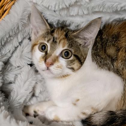 Morgan, Adoptable, Kitten Female Domestic Short Hair & Domestic Short Hair.