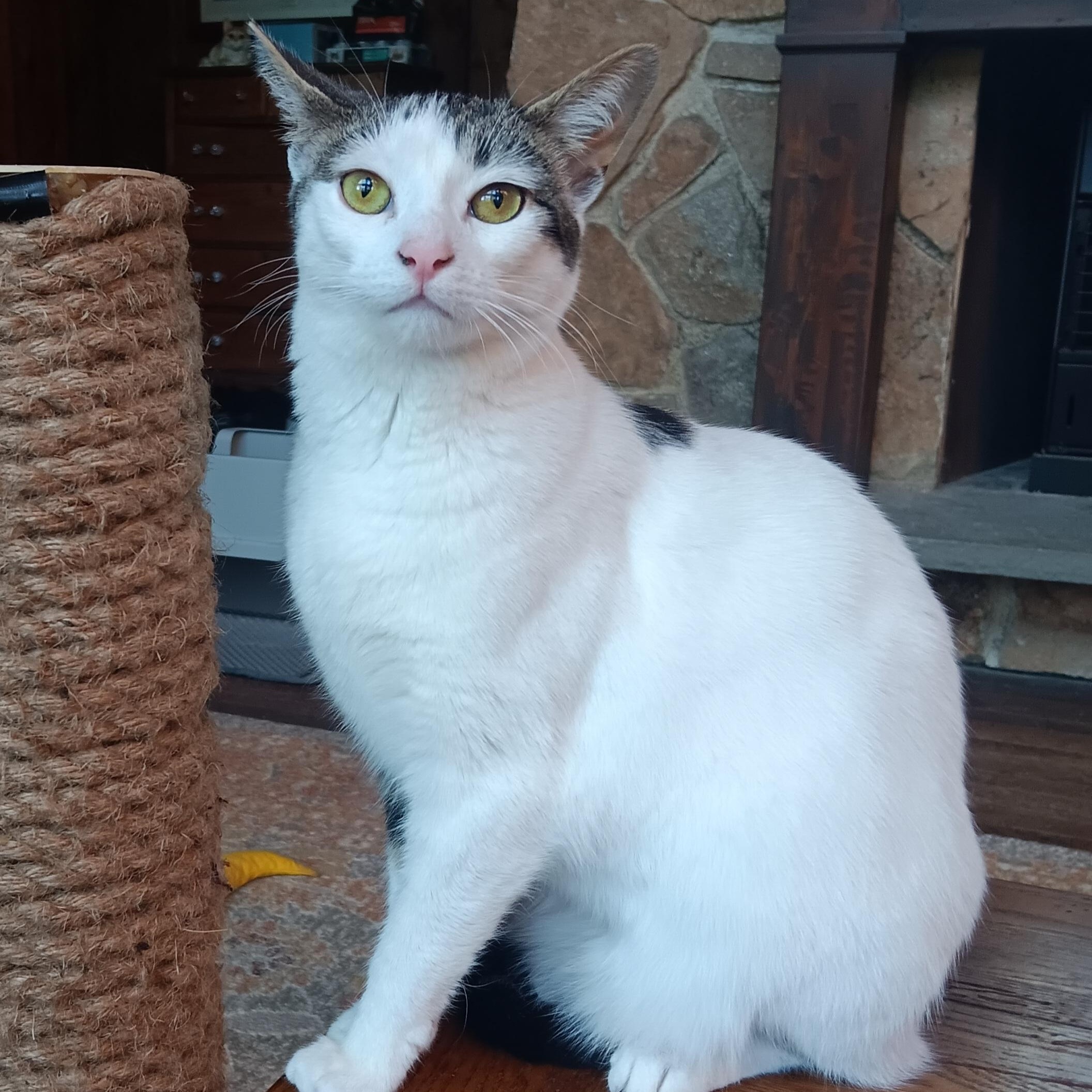 Enlarge Kirby, a Adoptable mixed breed in Woodbury, NJ image 1/5