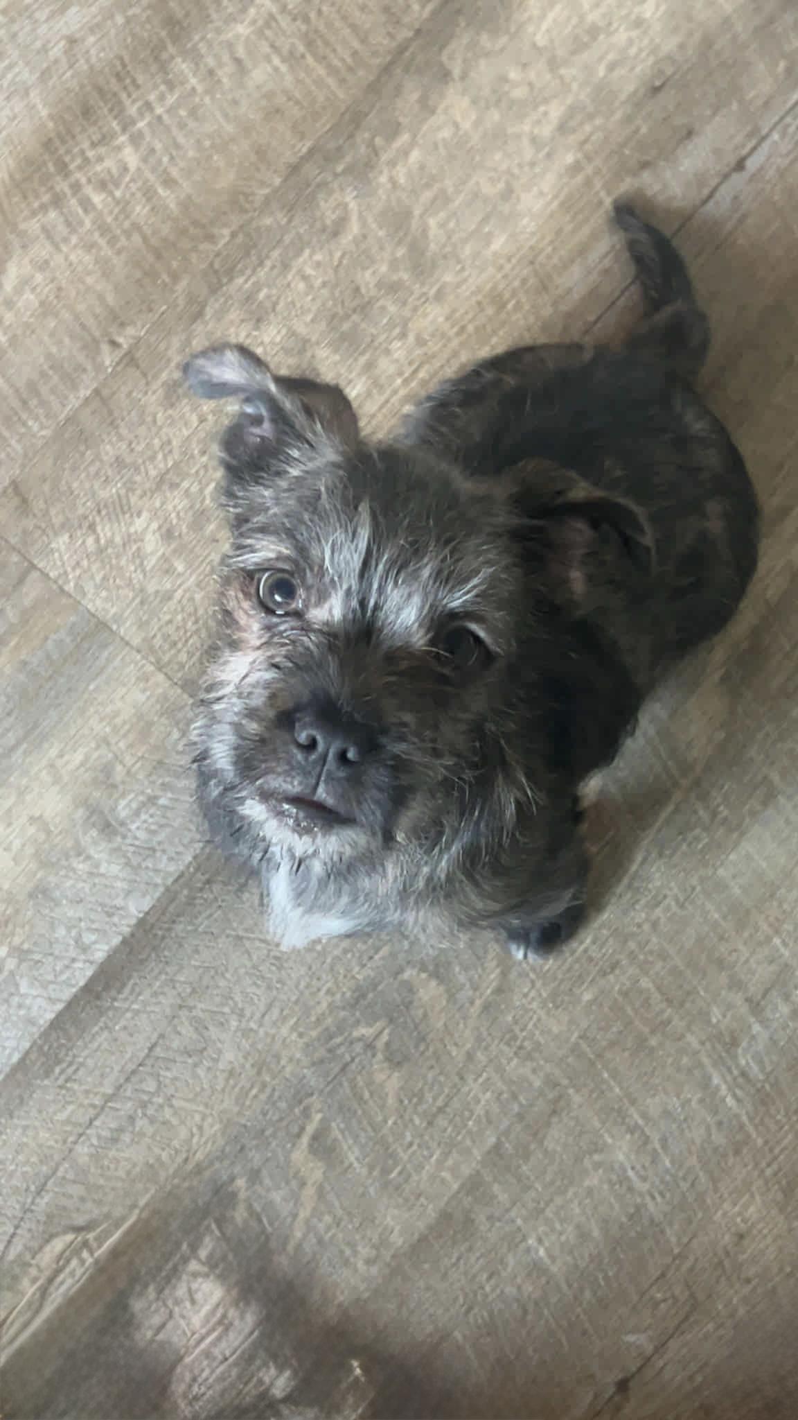 Bean and Emma Lou, ADOPTABLE, Young Male French Bulldog & Chihuahua.