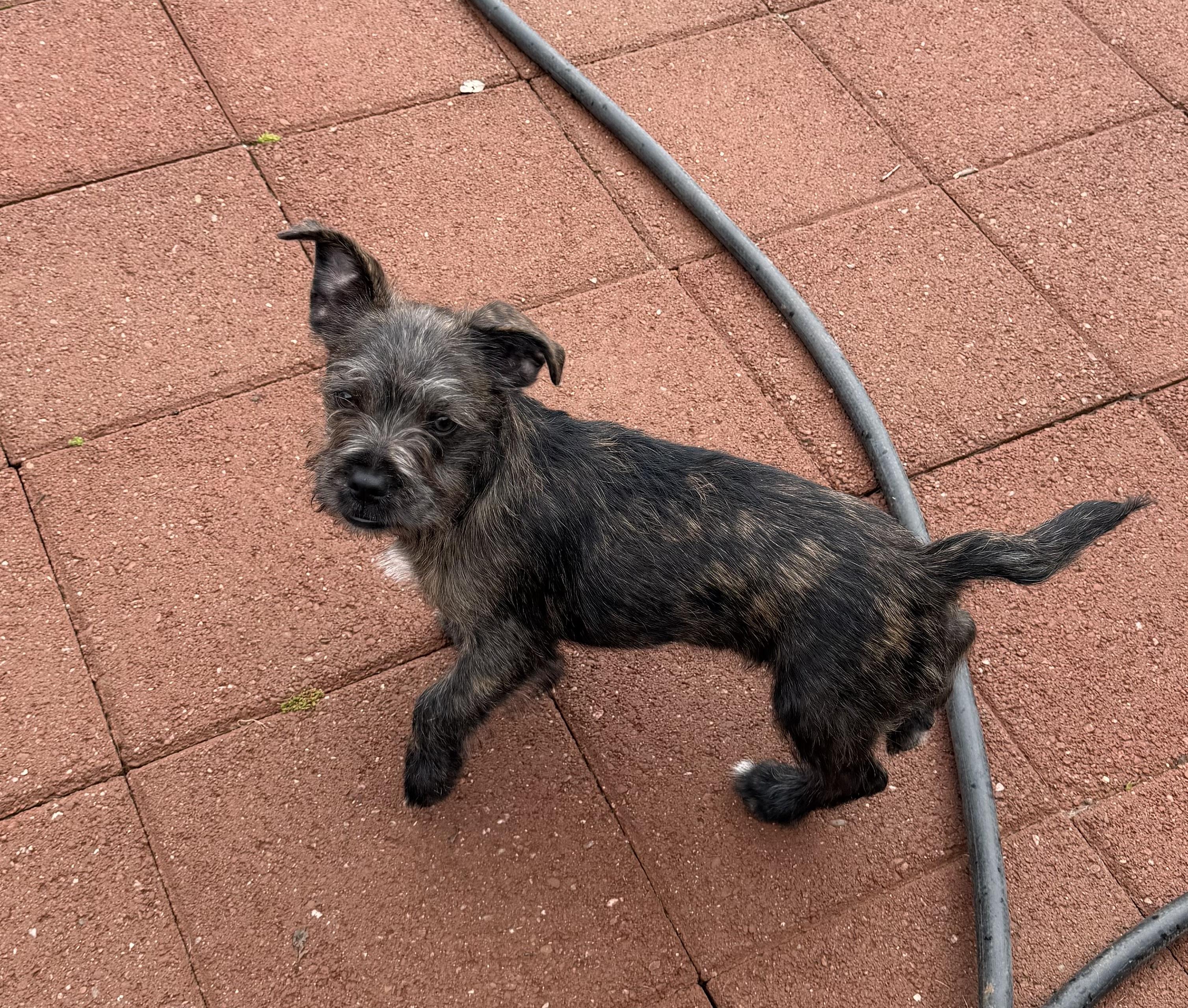 Bean and Emma Lou, a ADOPTABLE mixed breed in Redding, CA image 5/6