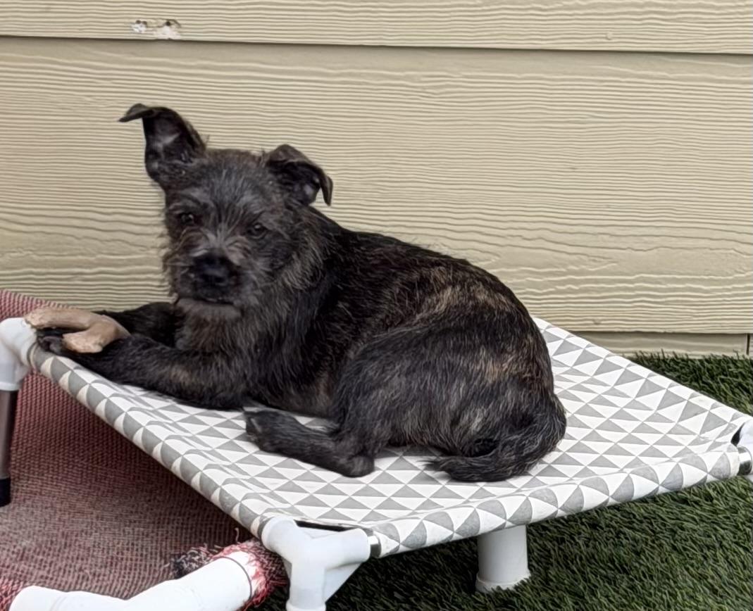 Bean and Emma Lou, a ADOPTABLE mixed breed in Redding, CA image 2/6