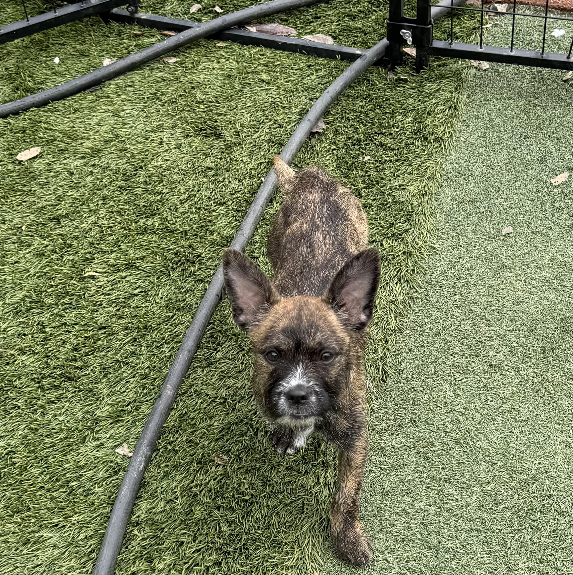 Bean and Emma Lou, a ADOPTABLE mixed breed in Redding, CA image 4/6