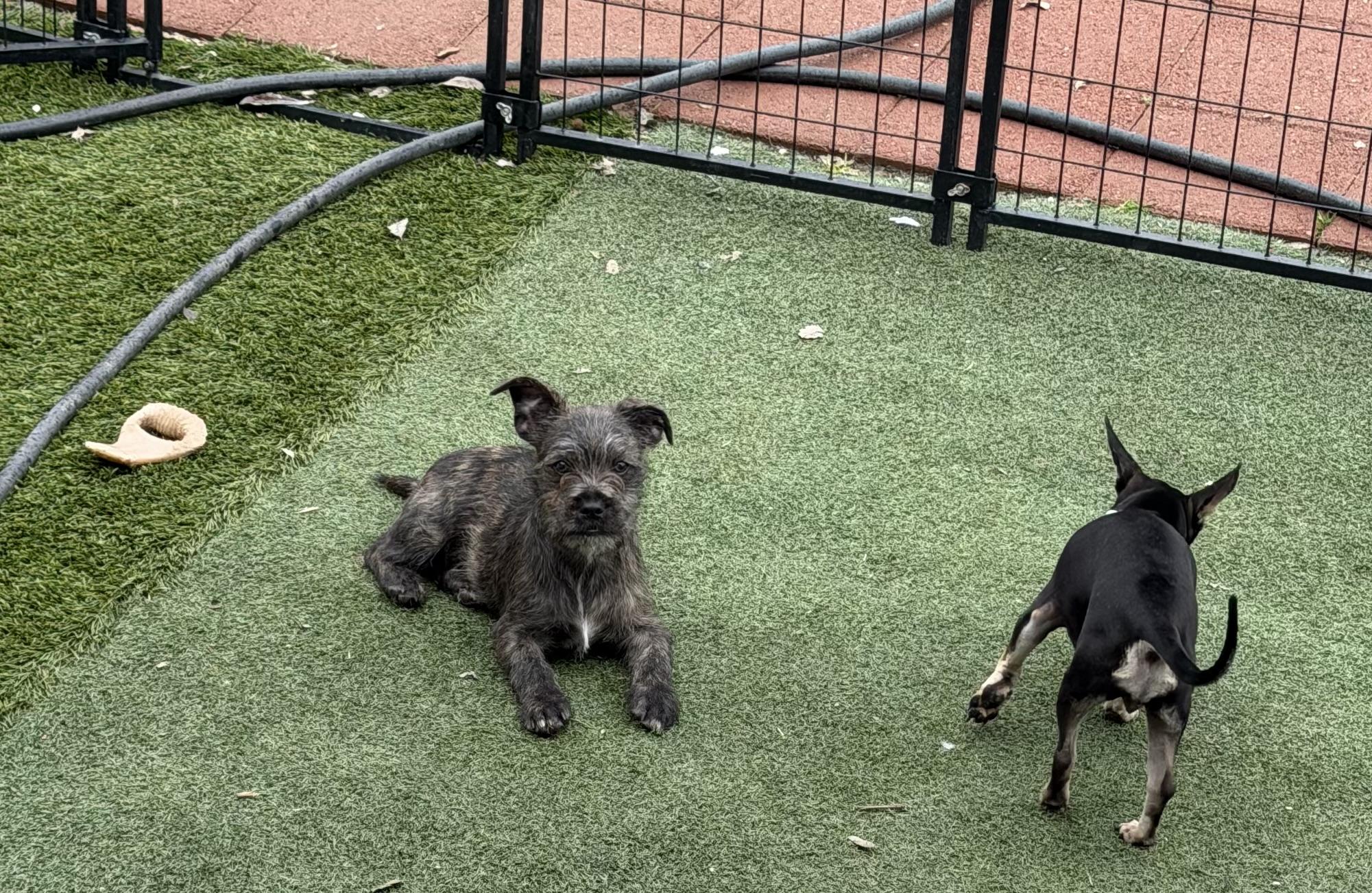 Bean and Emma Lou, a ADOPTABLE mixed breed in Redding, CA image 3/6