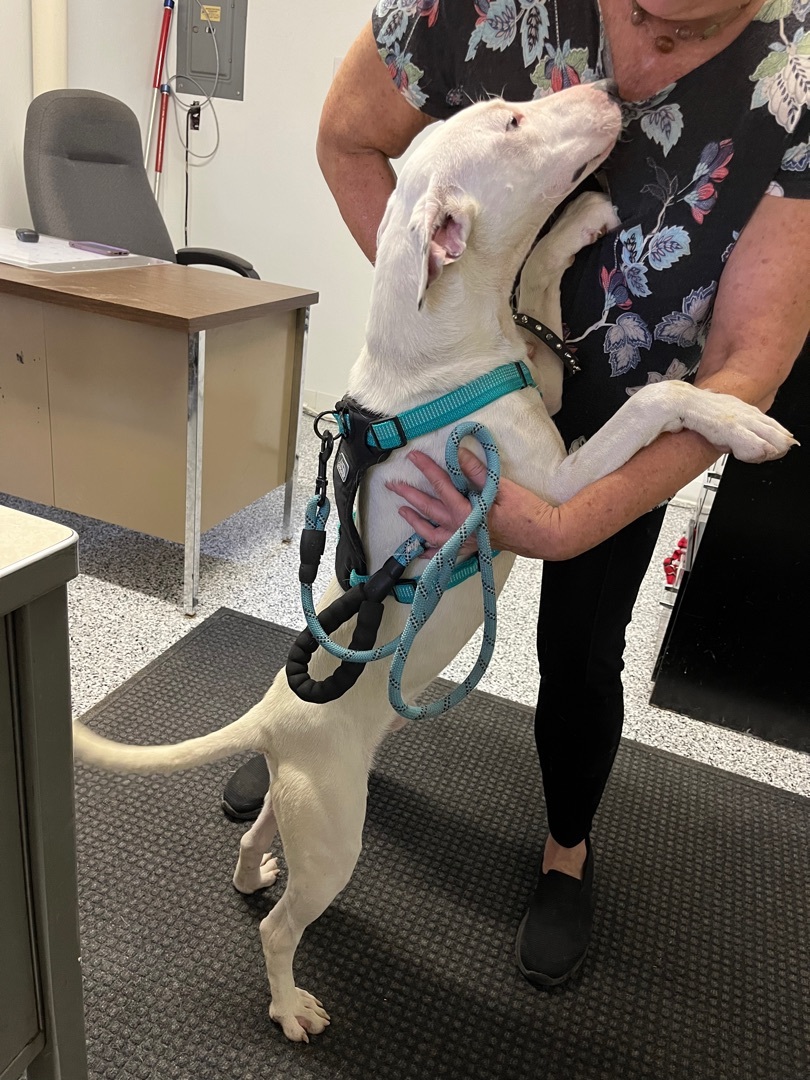Target, Adopted, Puppy Male Bull Terrier.