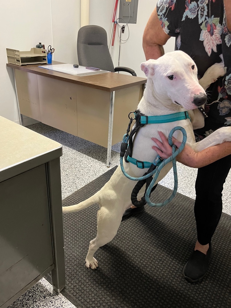 Target, a Adopted mixed breed in Kalkaska, MI image 2/4