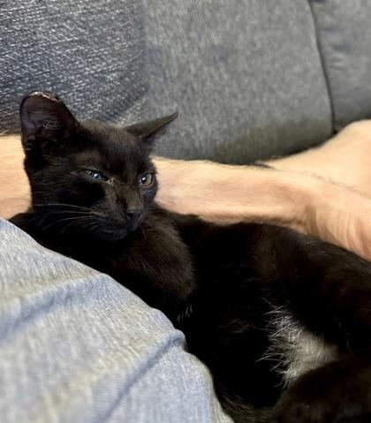 Enlarge Twilight, a Adoptable Domestic Short Hair in New Orleans, LA image 1/2