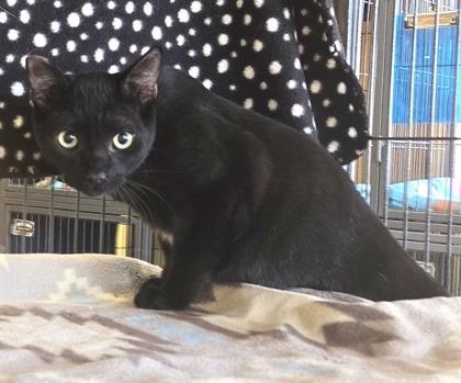 Enlarge Twilight IN FOSTER, a Adoptable Domestic Short Hair in New Orleans, LA image 1/2