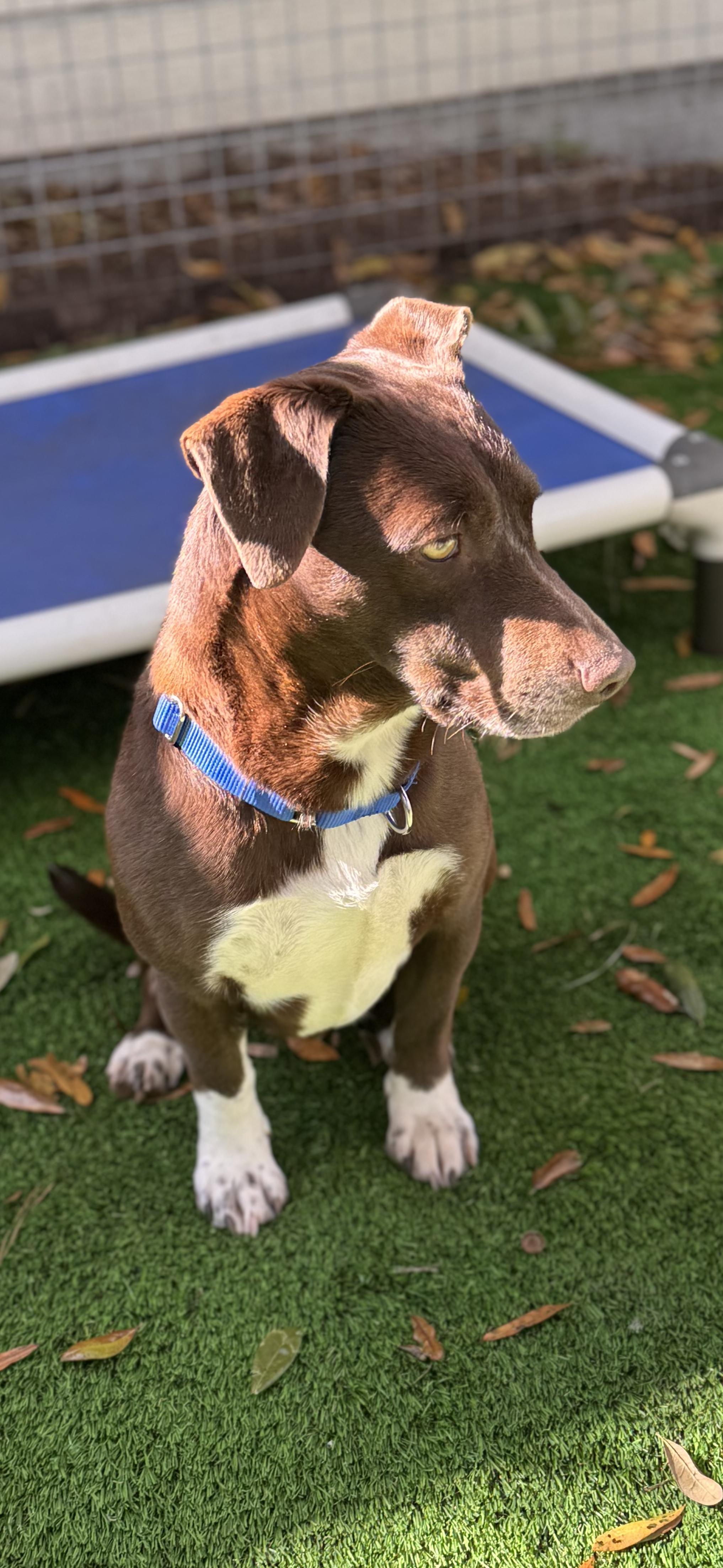 Enlarge Adora, an adopted Mixed Breed in Pawleys Island, SC image 1/1