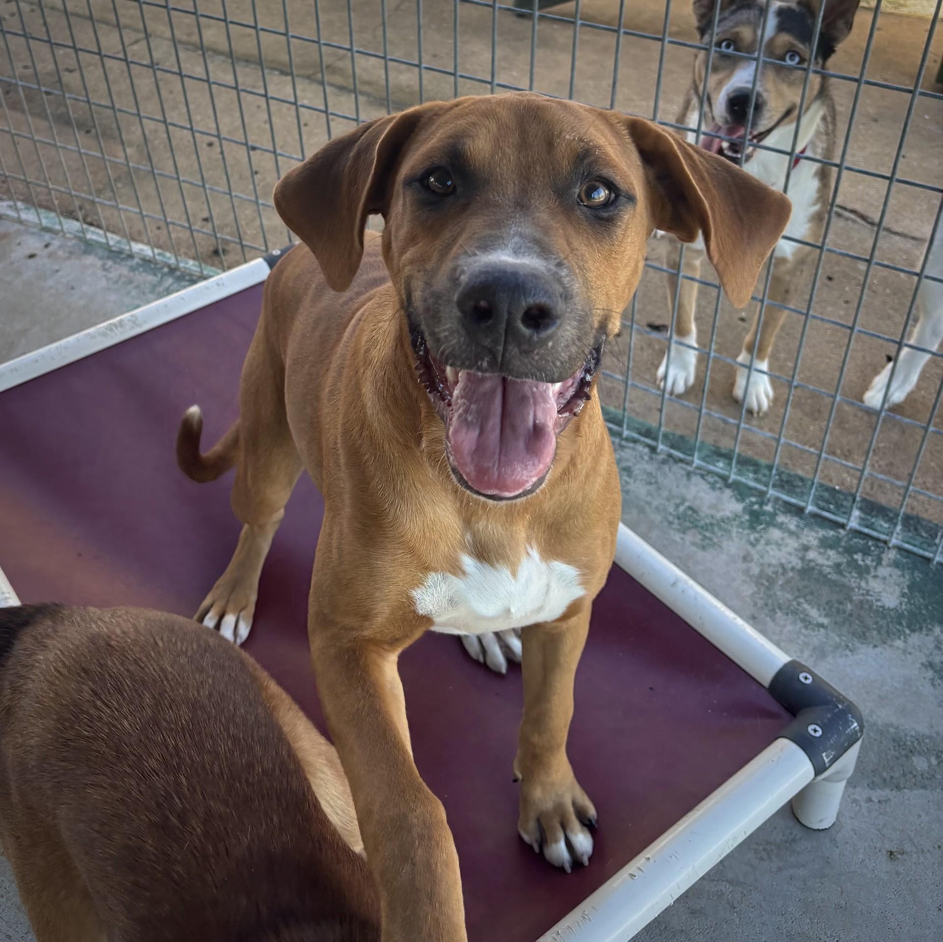 Hansel, Adoptable, Young Male Boxer & Chocolate Labrador Retriever.