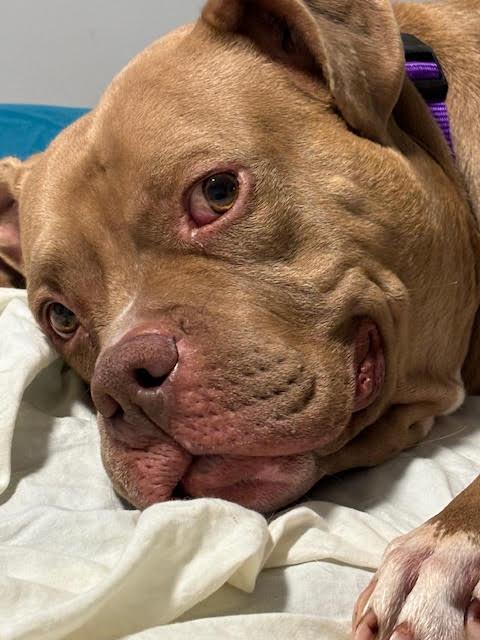 Koda