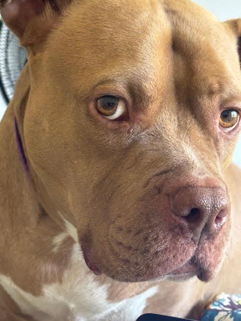 Koda