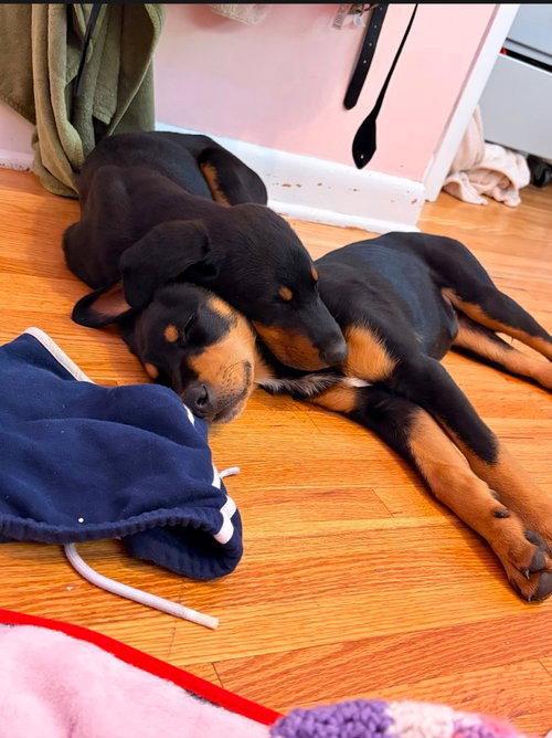 Bo, Adoptable, Puppy Male Doberman Pinscher.