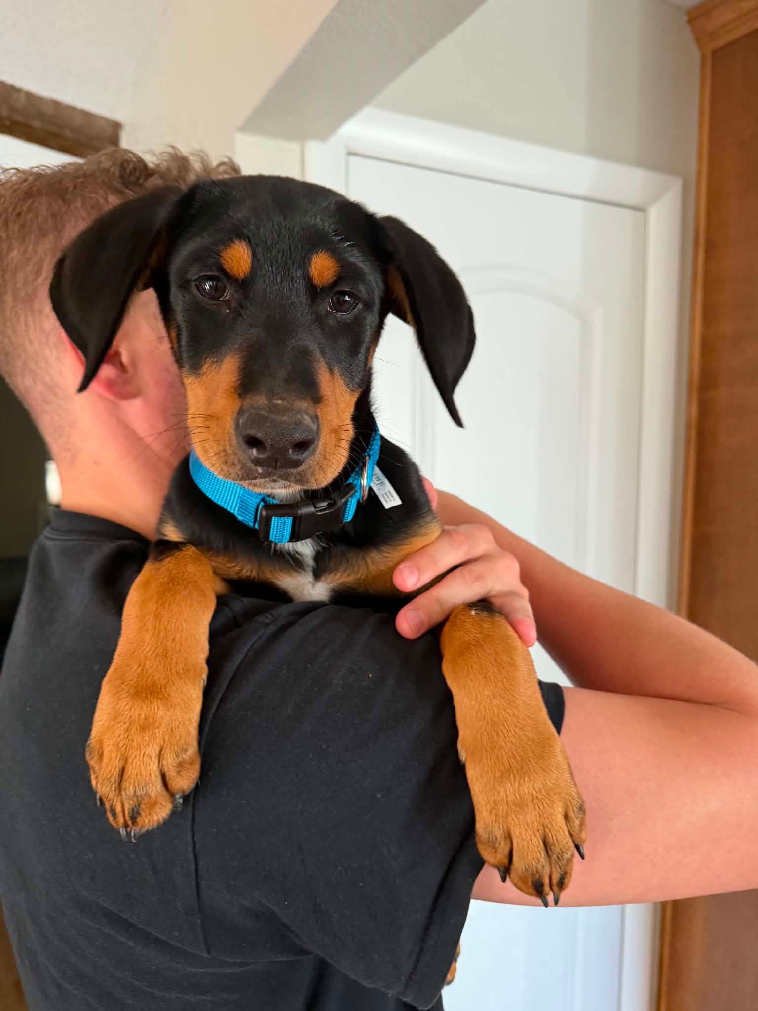 Bo, a Adoptable Doberman Pinscher in Buffalo, MN image 2/3