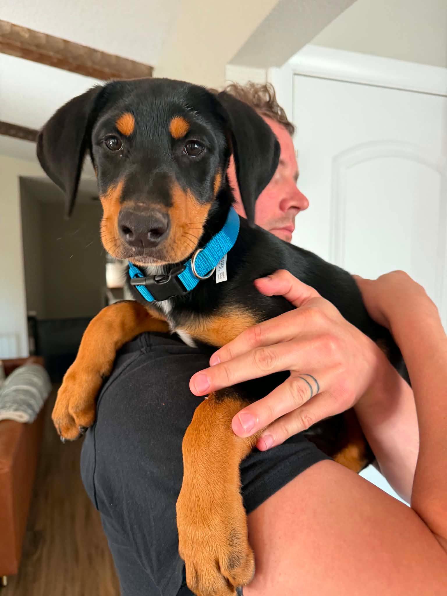 Bo, a Adoptable Doberman Pinscher in Buffalo, MN image 3/3