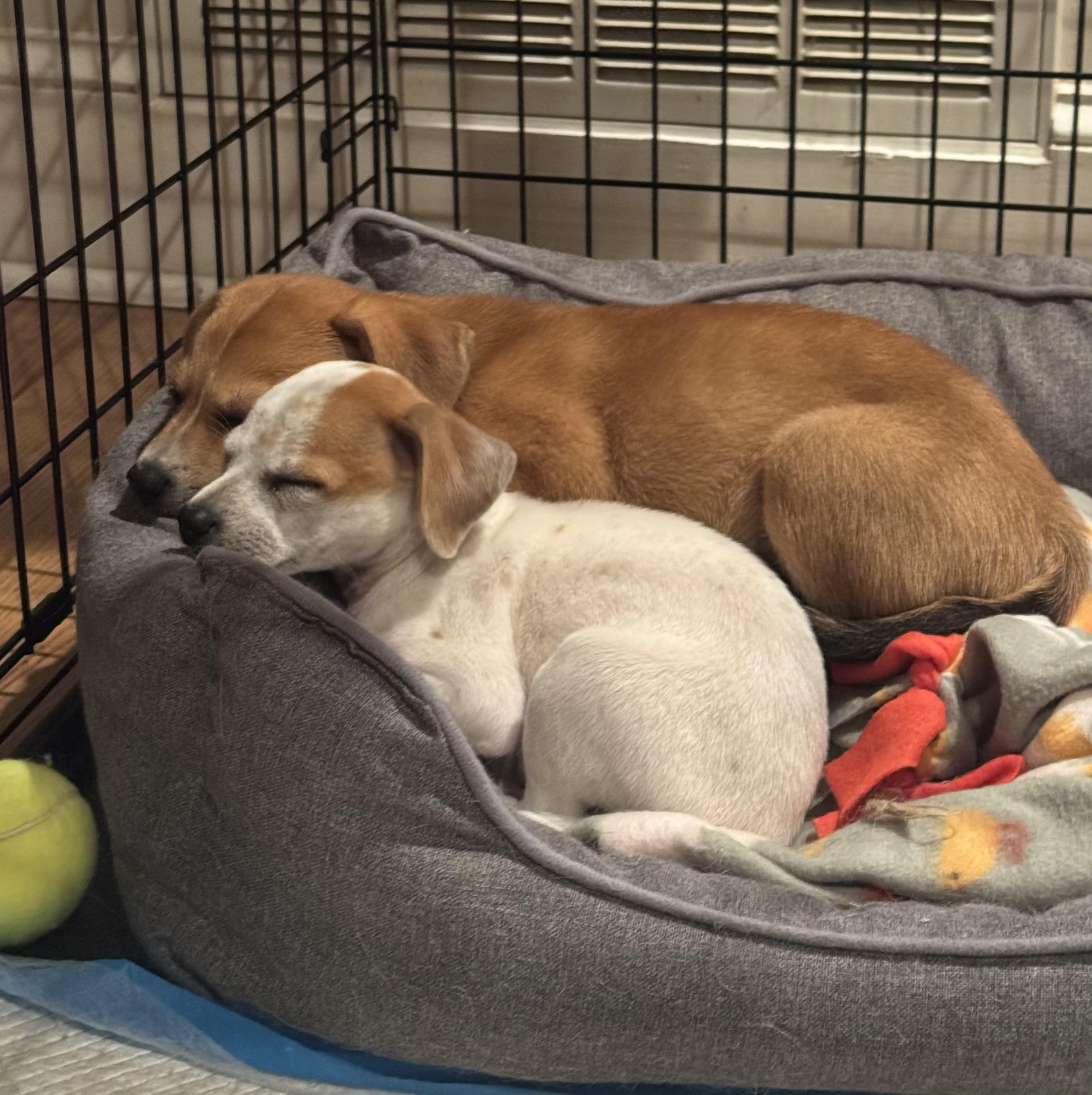 Honey, an adopted mixed breed in Kannapolis, NC image 1/2