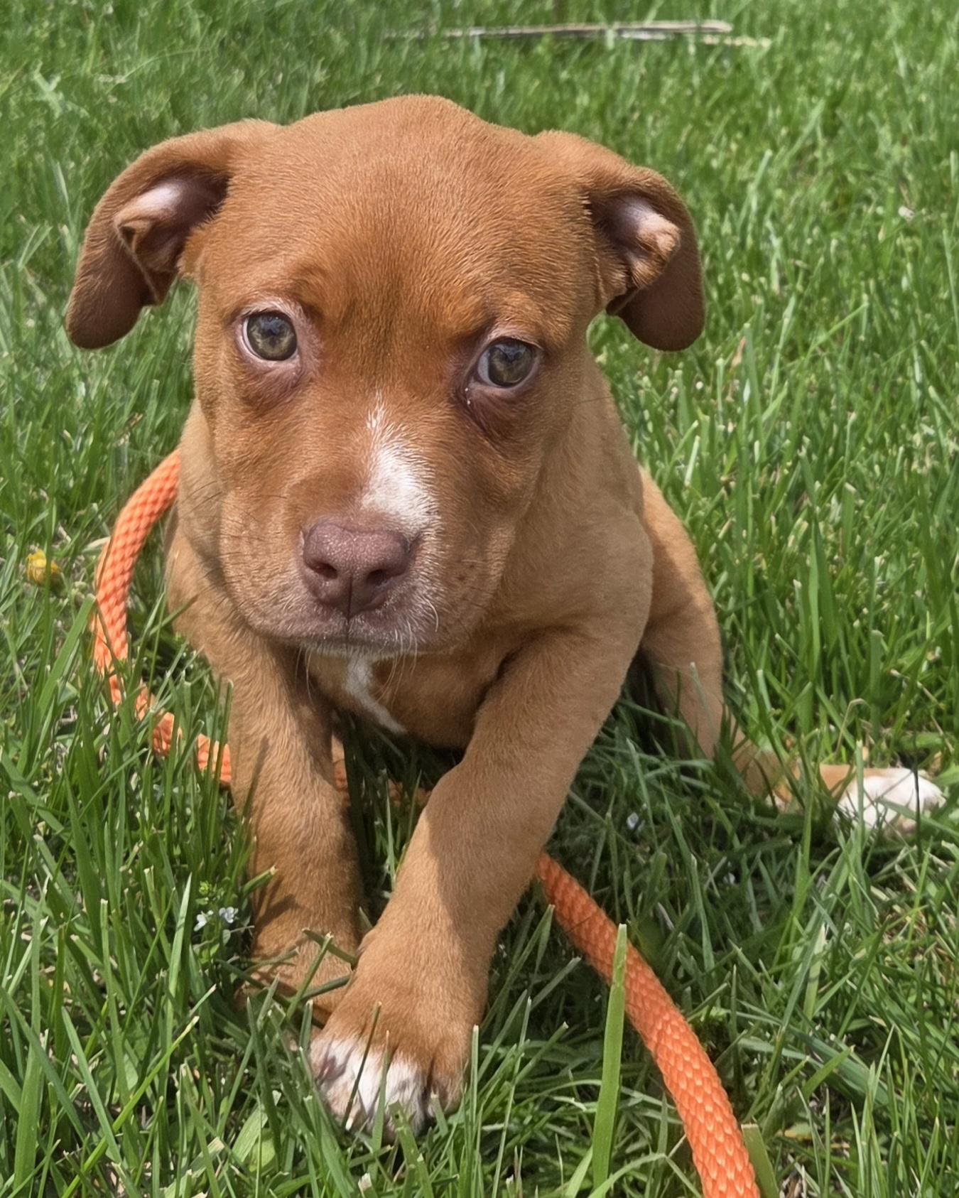Isabel, an adopted mixed breed in Muncie, IN image 5/5